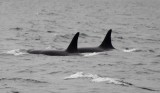 Whale watching