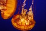 Vancouver Aquarium