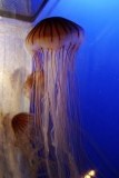 Vancouver Aquarium