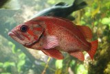 Vancouver Aquarium
