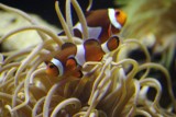 Vancouver Aquarium
