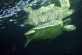 Vancouver Aquarium