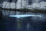 Vancouver Aquarium