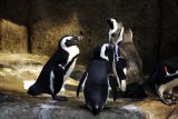Vancouver Aquarium