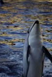 Vancouver Aquarium