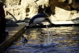 Vancouver Aquarium