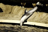 Vancouver Aquarium