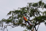 papegaai macaw