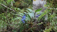 bloemetje