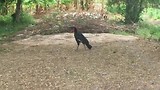 de vogel
