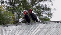 Zeldzame vogels op ons dak