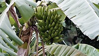 Bananen die nog door moeten rijpen