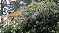 De boom met de blauwe bloemen heet de Jacaranda