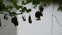Pijp bloem in 4 fasen