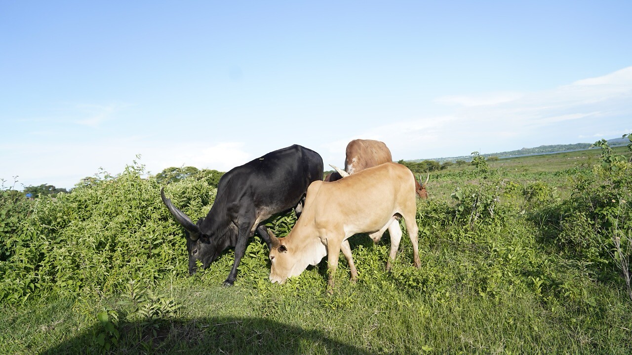 Watusi runderen