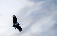 Abdim  ooienvaar. In vlucht