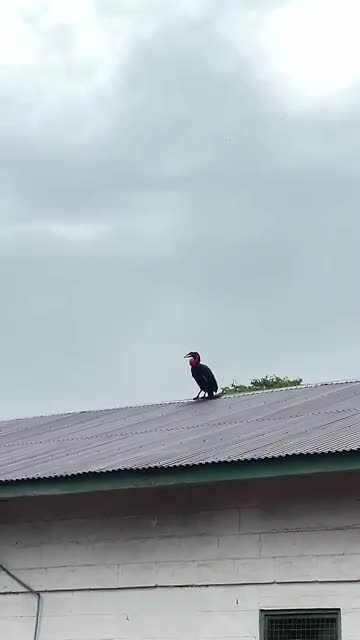 Het neushoorn vrouwtje roept het mannetje