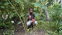 Anthony met ginger torch plant