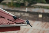 mooie vogels rond het hotel