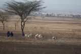15:10-01 massai halen water met ezels