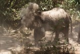 15:10-07 Olifant neemt zandbad