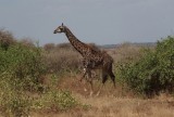 15:10-17 giraffe