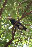 15:10-18 neushoornvogel