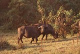 15:10-21 Buffel - 1e van de Big Five