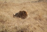 16:10 01 leeuwenontbijt