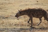 16:10 03 kwijlende hyena