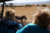 16:10 05 zebra's spelen jeepje peste