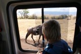 16:10 06 tussen de zebra's een wildebeest