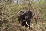 16:10 12 weer een olifant