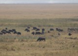 16:10 14 Neushoorn