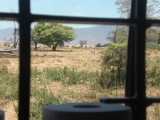16:10 27 zebra uit het wc-raam