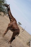 18:10 04 Berts foto van giraffe