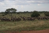 18:10 12 de trek van de wildebeesten begint al een beetje