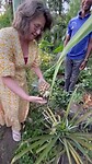 Ananas oogsten