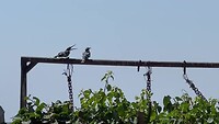 Kingfishers voor onze veranda bij de ecolodge