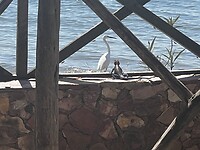 Agama hagedis en kleine zilver reiger