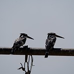 _DSC7393