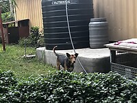 Hond achter het huis. Hij kwam niet dichterbij..