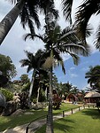 Palmboom in bloei