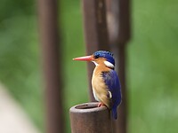 Ijsvogel