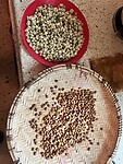 Koffiebonen uit eigen tuin