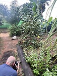 Koffieplant, slak en fotograaf