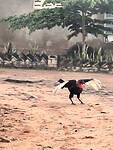 Ook de hornbill is er weer/nog