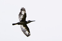 bonte ijsvogel in vlucht