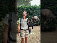 How to identify a Wahlberg's Eagle