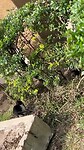 Kittens “in” het ziekenhuis bij de IC. Geen visje maar een hagedis
